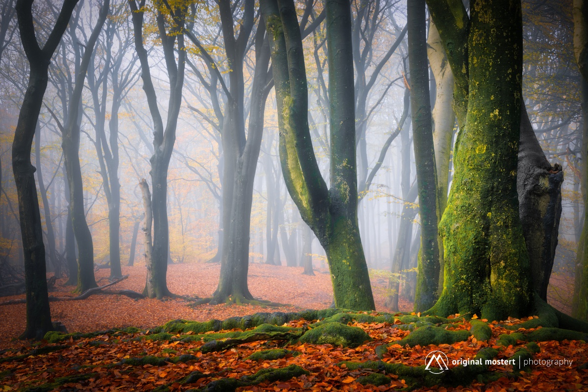Herfst-landschap-Original-Mostert-photography-seizoenen-blog-superholland